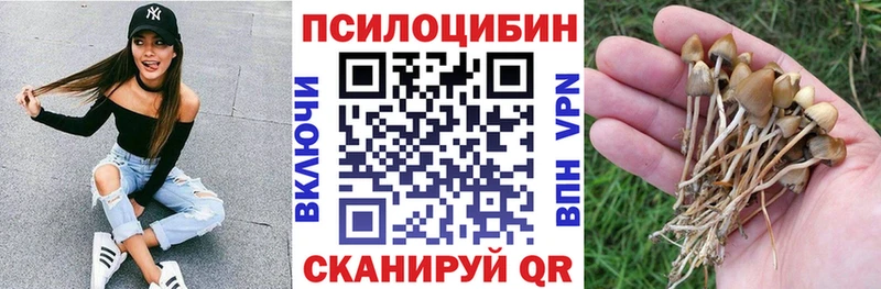 закладка  Боготол  Псилоцибиновые грибы Magic Shrooms 