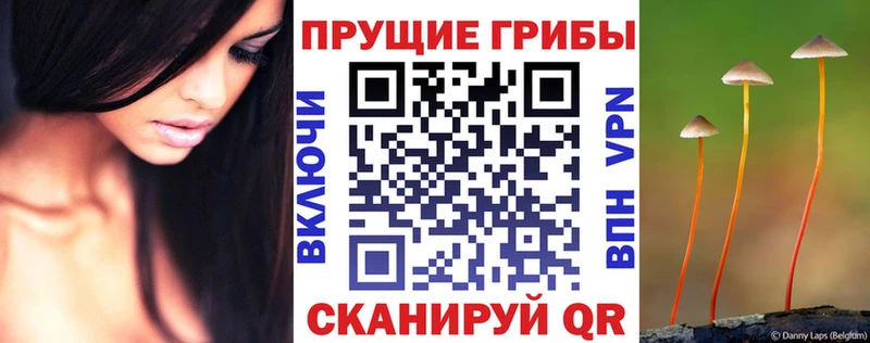 Псилоцибиновые грибы Psilocybine cubensis Боготол